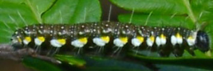 Larvae